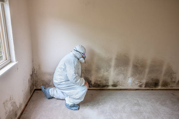 Reliable Wake Forest, NC Mold Prevention & Removal  Solutions